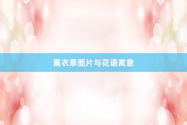 薰衣草图片与花语寓意